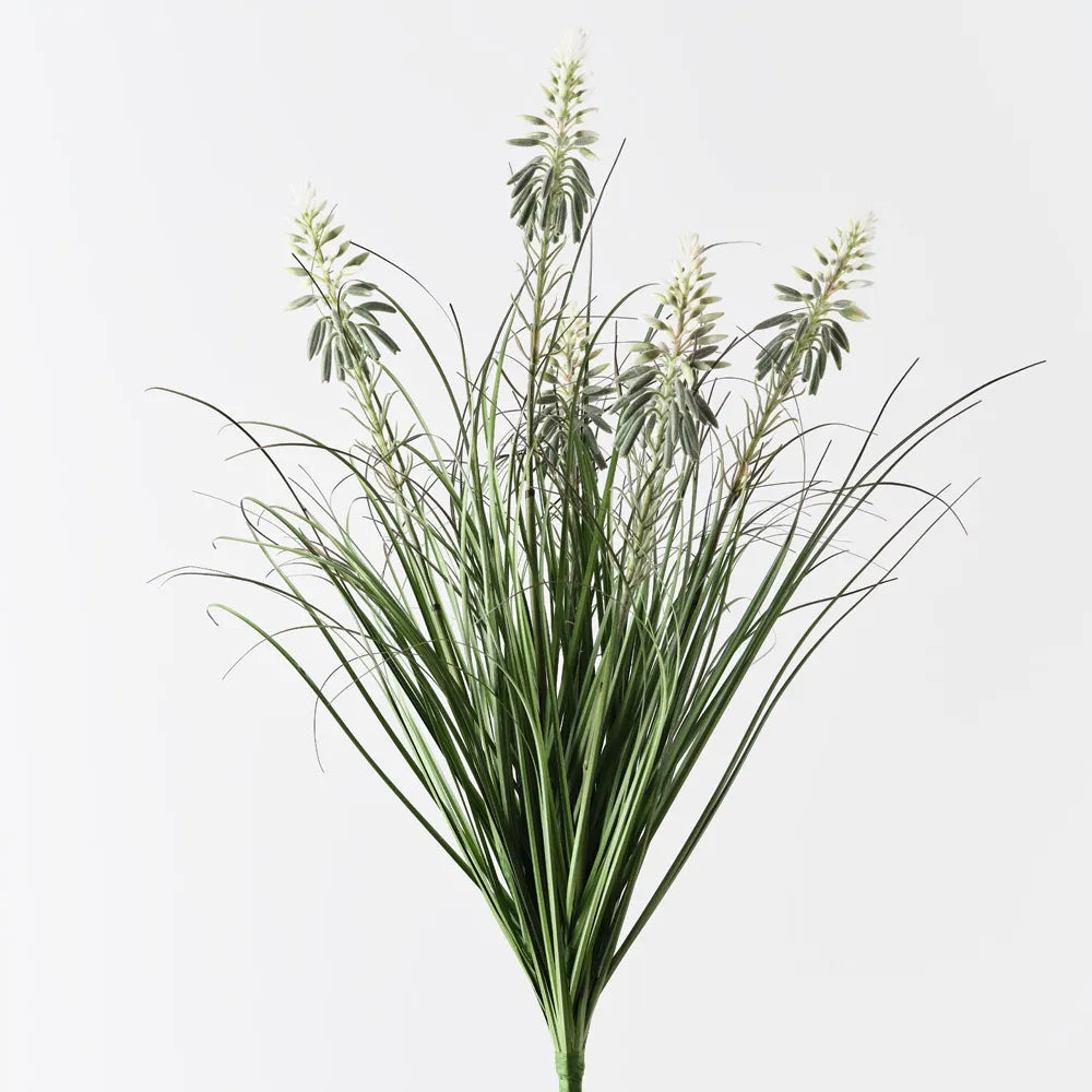 Agave Grass Flowering Bush