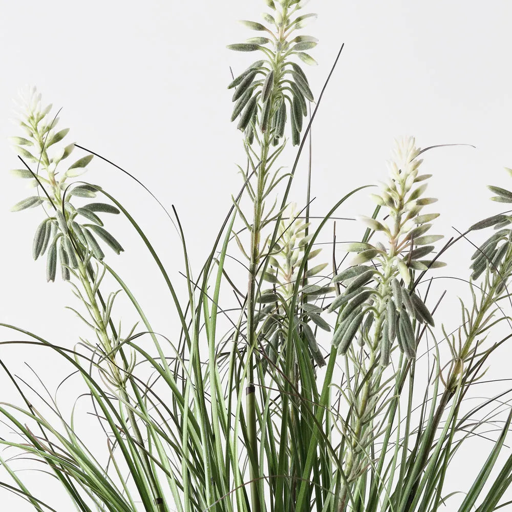 Agave Grass Flowering Bush