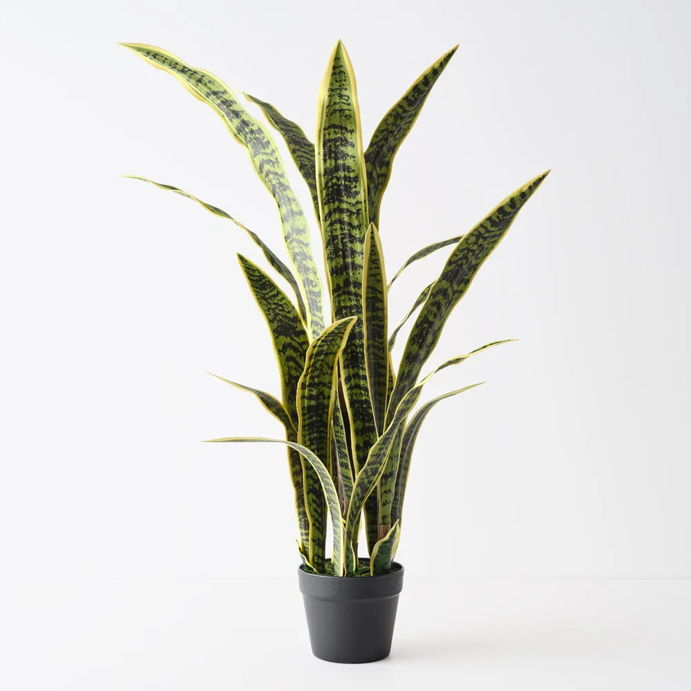 Sansevieria Plant - Yellow Green