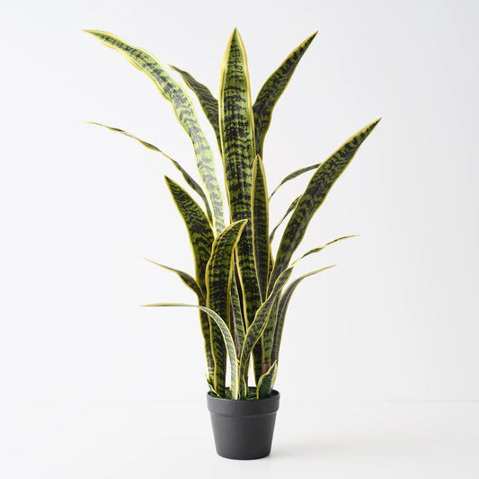 Sansevieria Plant - Yellow Green