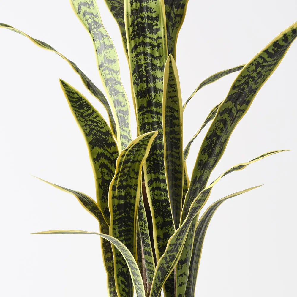 Sansevieria Plant - Yellow Green