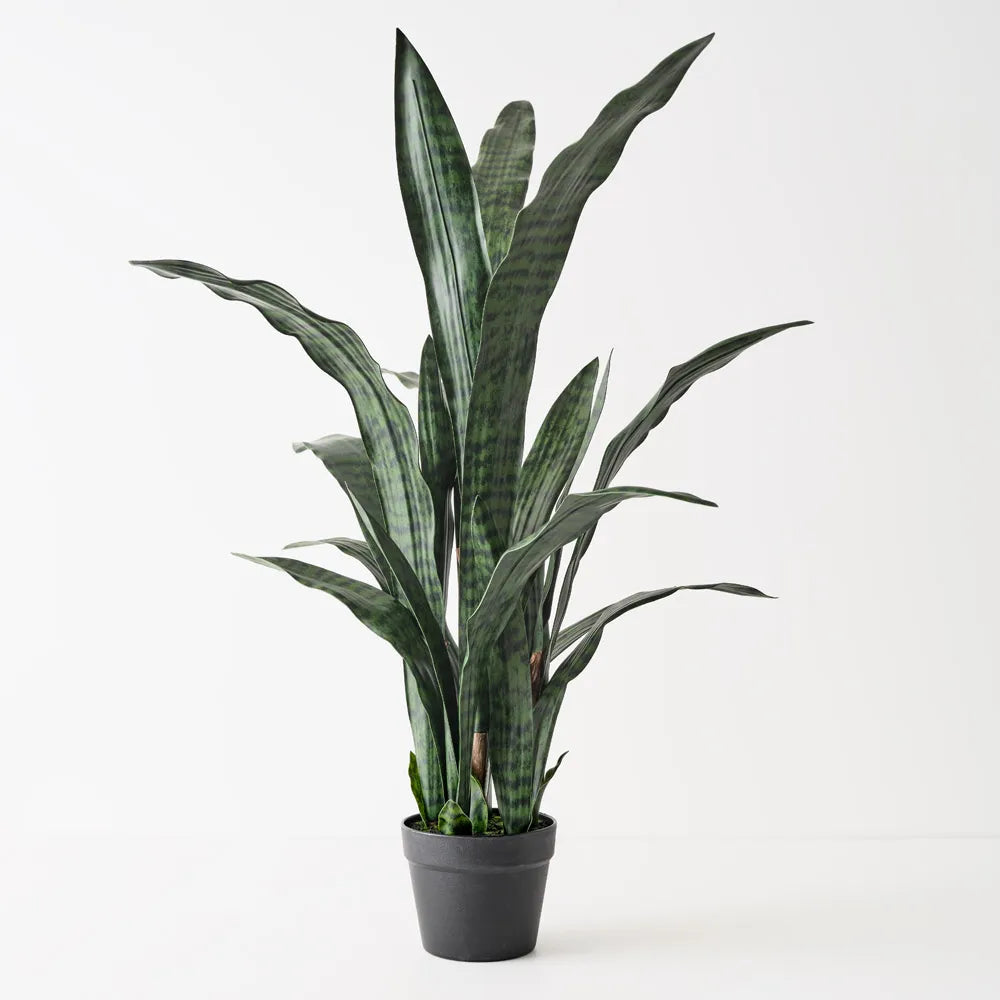 Sansevieria Plant - Deep Green