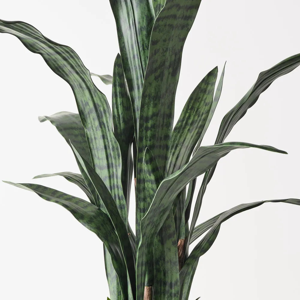 Sansevieria Plant - Deep Green