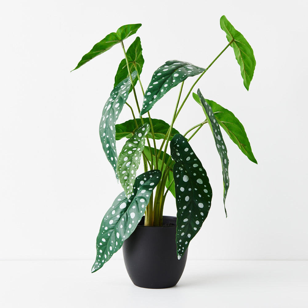 Real Touch Begonia Maculata Plant