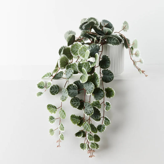 String Of Hearts Potted Plant