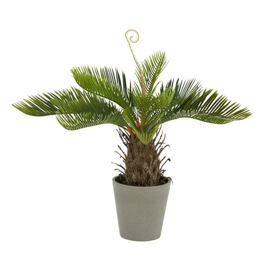 Cycad 50cm With Pot