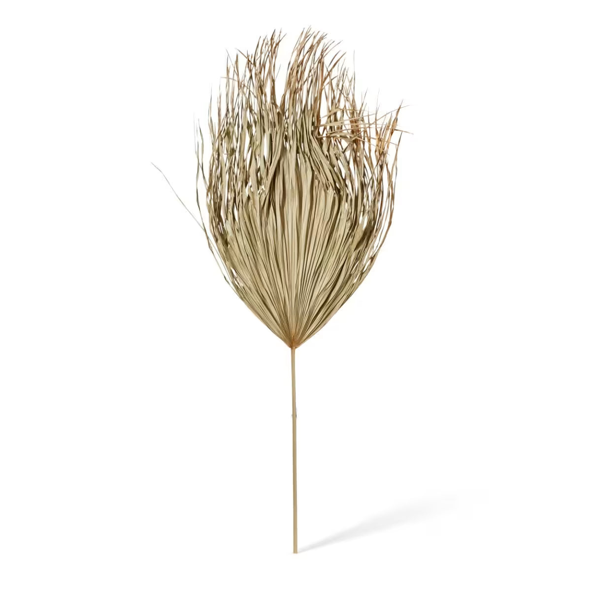 Palm Dried Stem