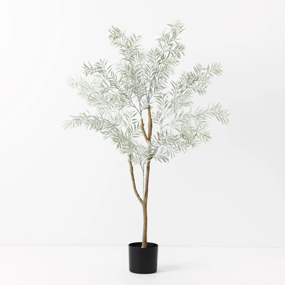 Acacia Tree - 122cm - Grey