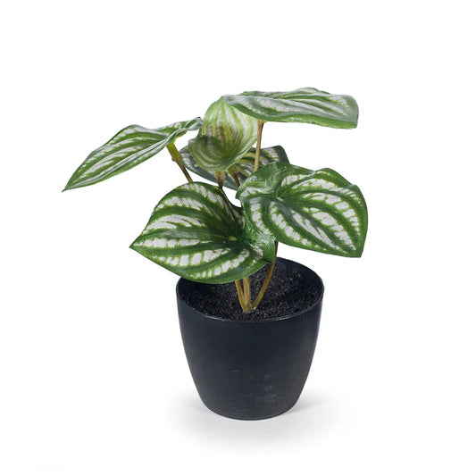 Real Touch Peperomia Watermelon Plant - Mini