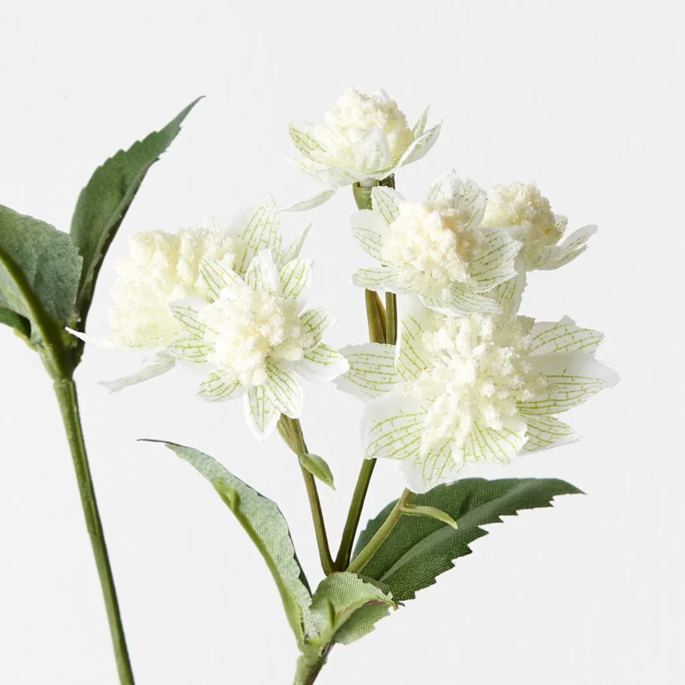 Astrantia Spray 49cm Stem