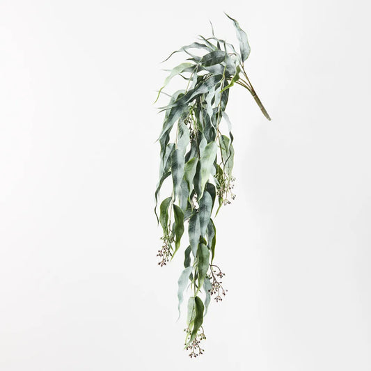Eucalyptus Seed Hanging Bush