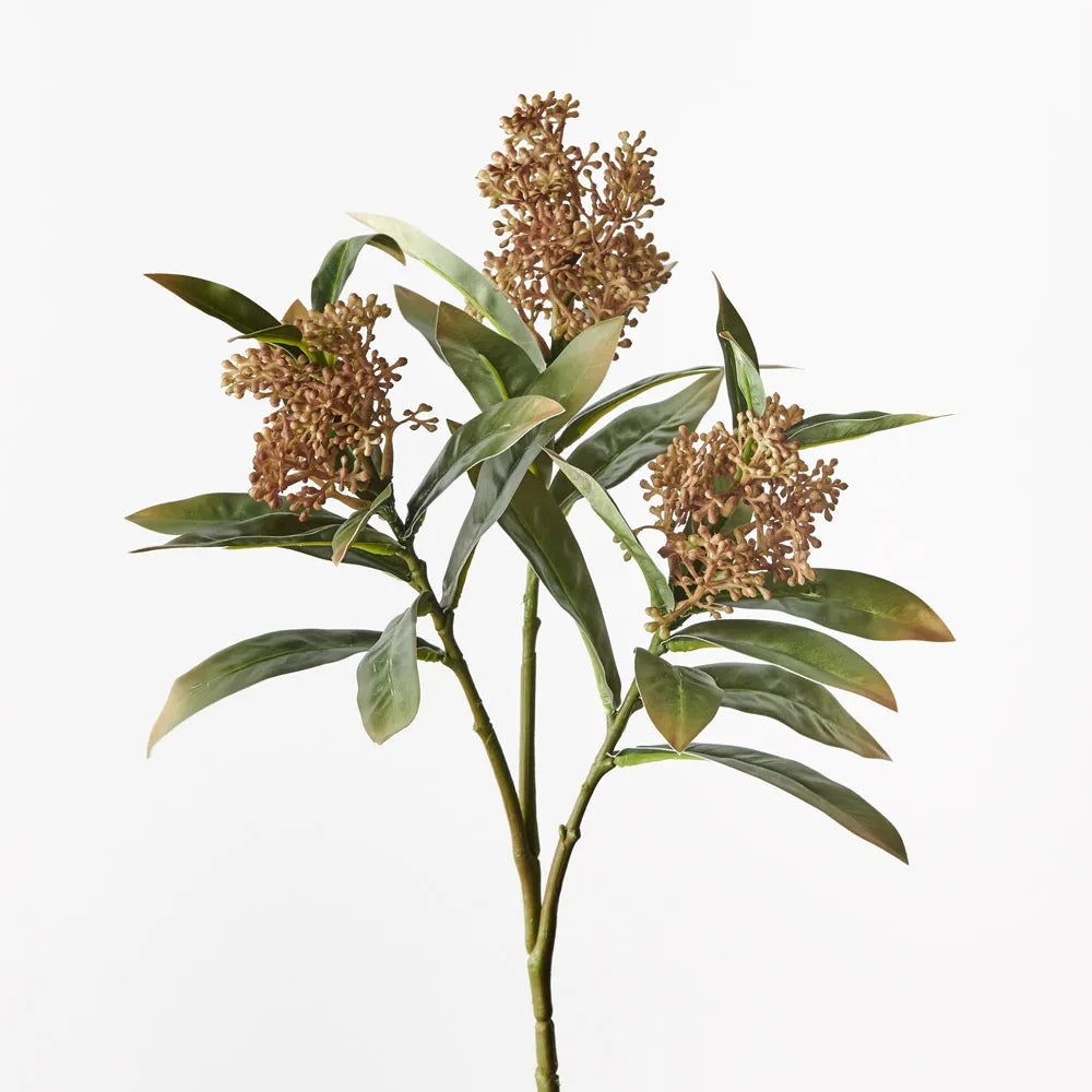 Skimmia Spray - Natural
