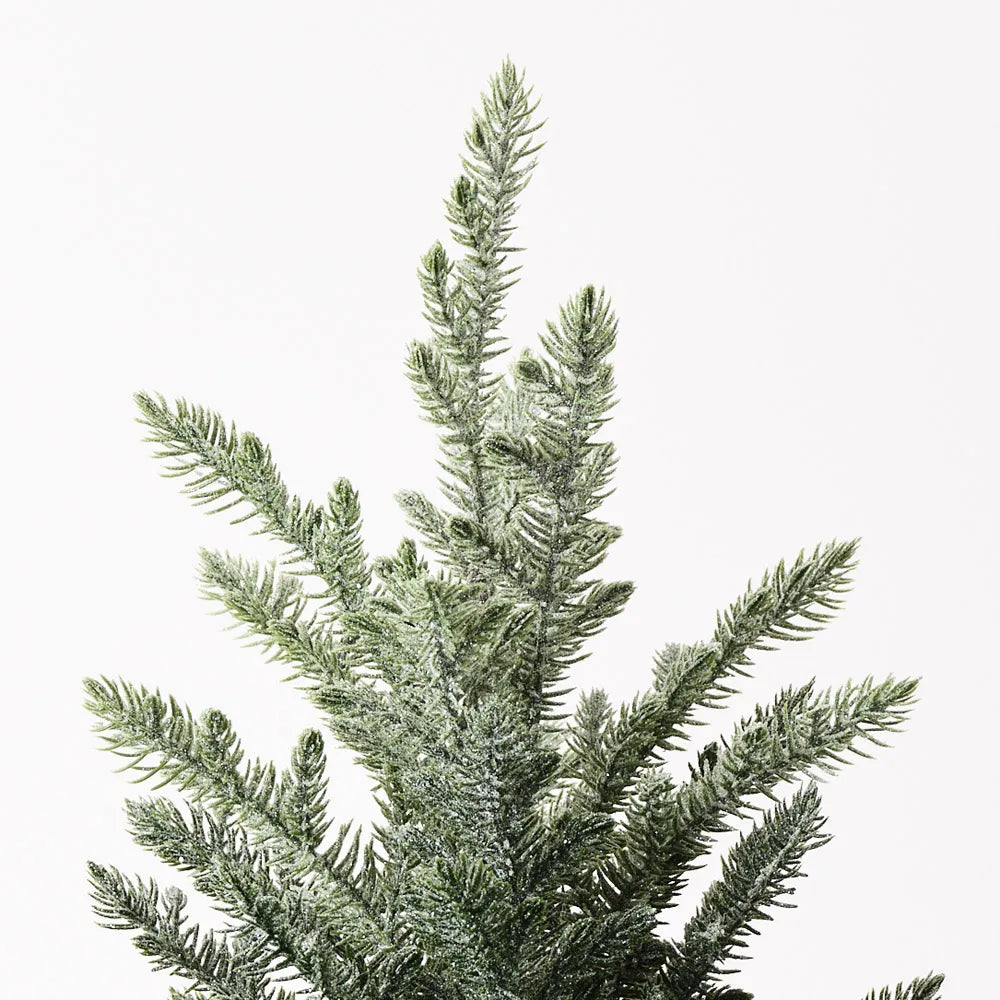Norfolk Snow Tree in Pot 53cm