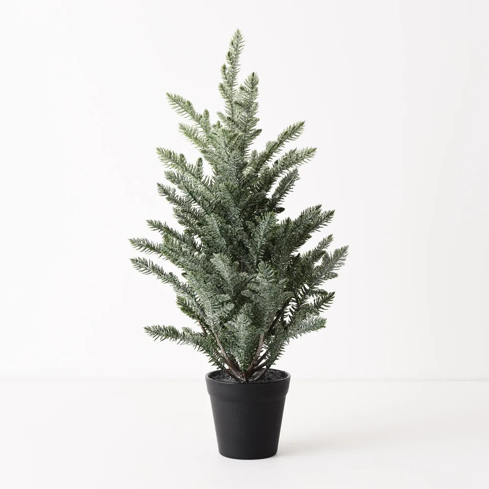 Norfolk Snow Tree in Pot 53cm