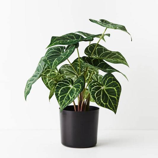 Syngonium Batik Plant - 48 cm