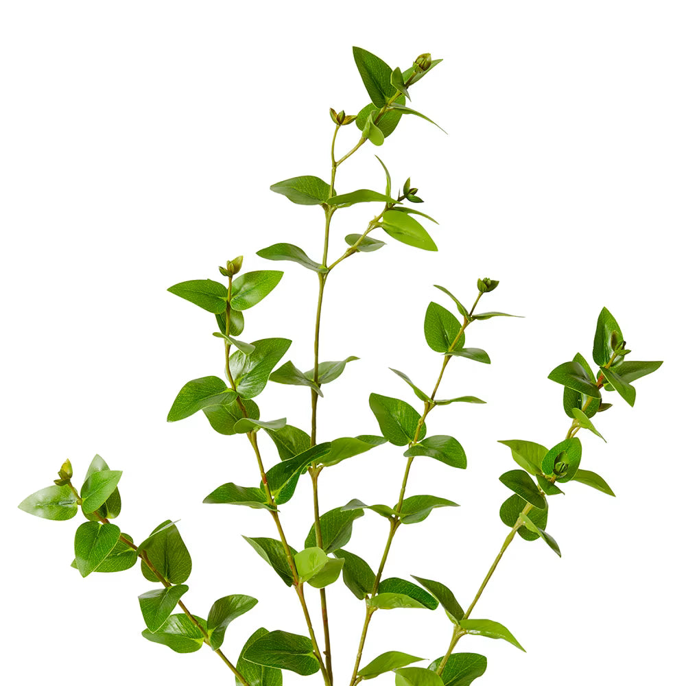 Hoya Leaf Spray 84cm