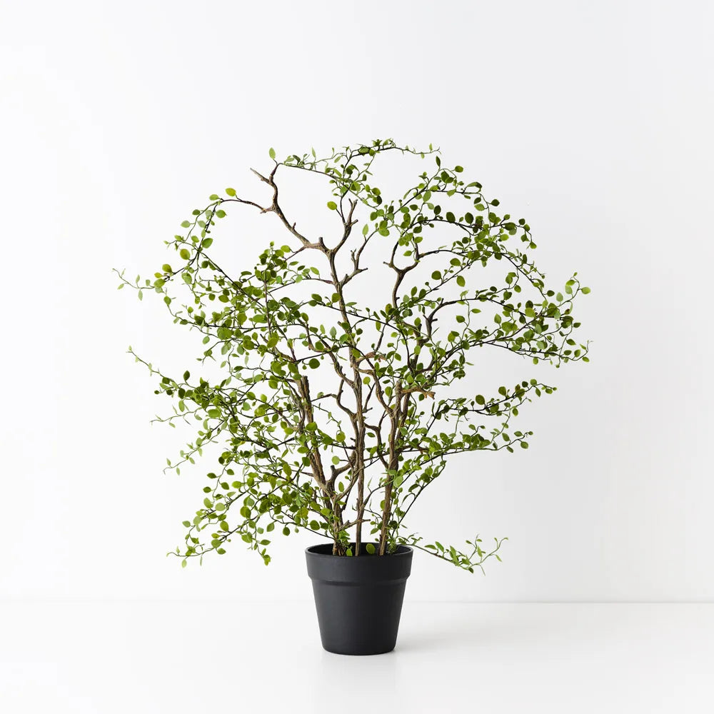 Maidenhair Vine Plant