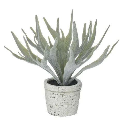 Staghorn Fern 21cm in Pot