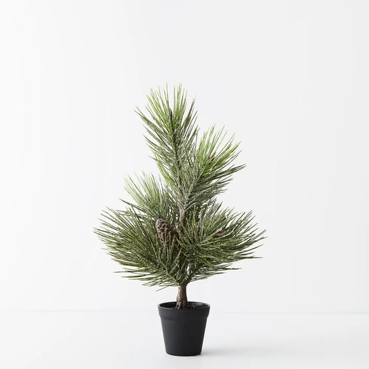 Tree Pine Jasper in pot - 53 cm