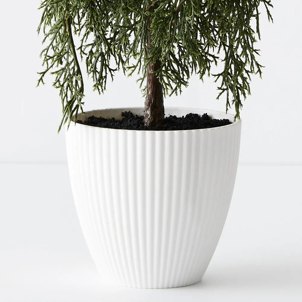 Tree Pine Cypress in Pot 58cm