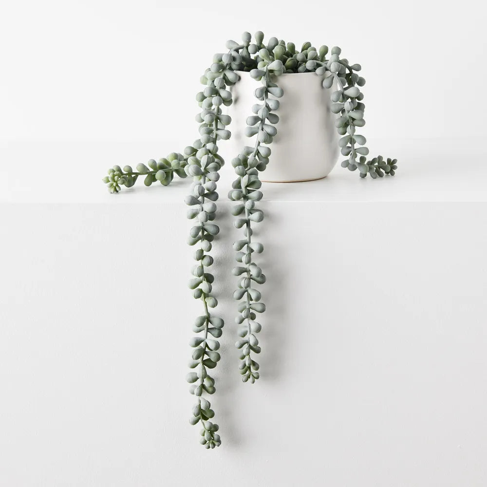 String Of Pearls - Potted
