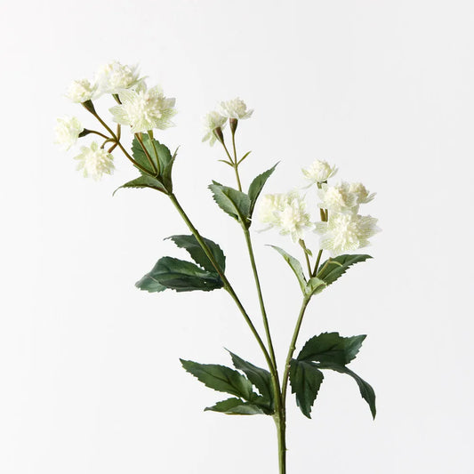 Astrantia Spray 49cm Stem