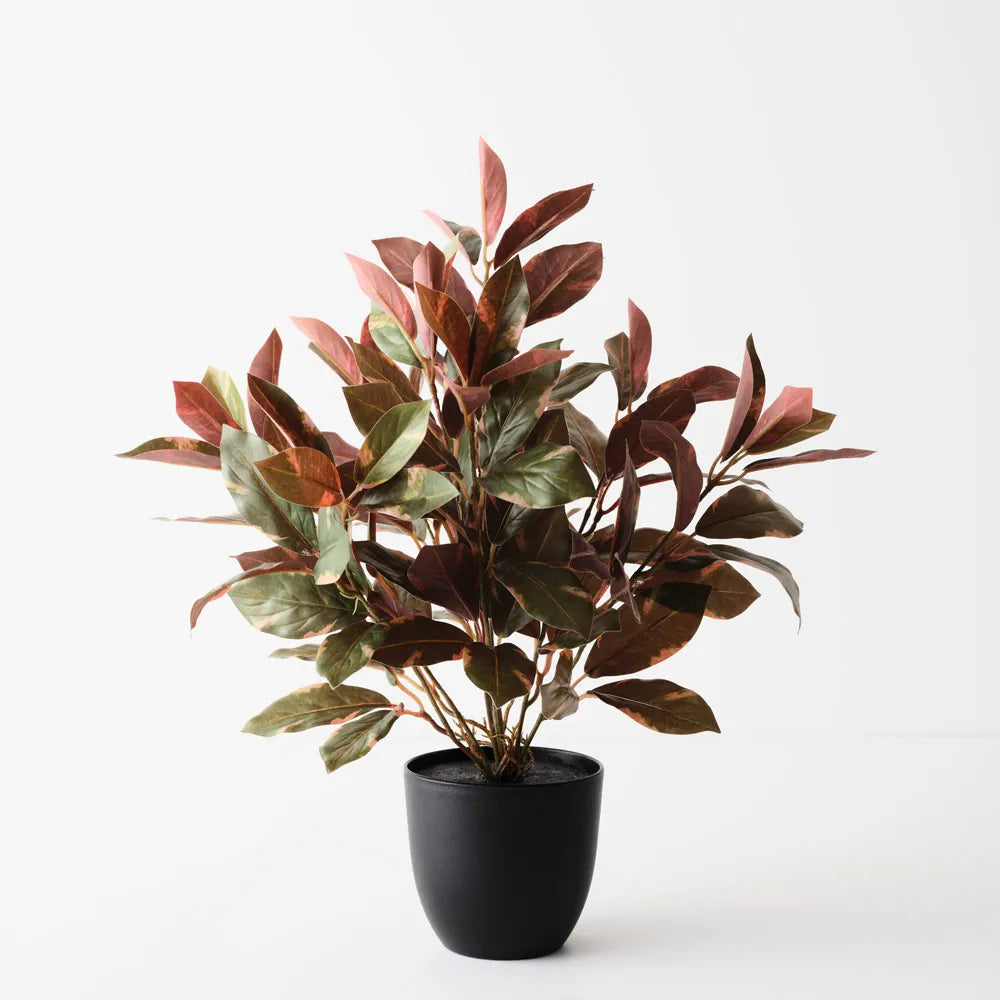 Laurel Plant - Green Burgandy