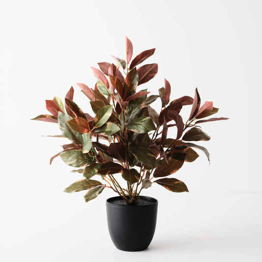 Laurel Plant - Green Burgandy