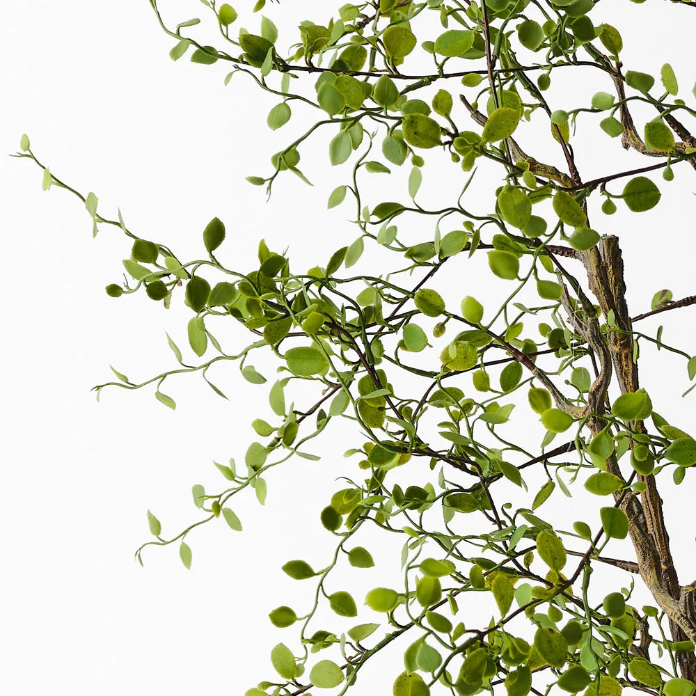 Maidenhair Vine Plant