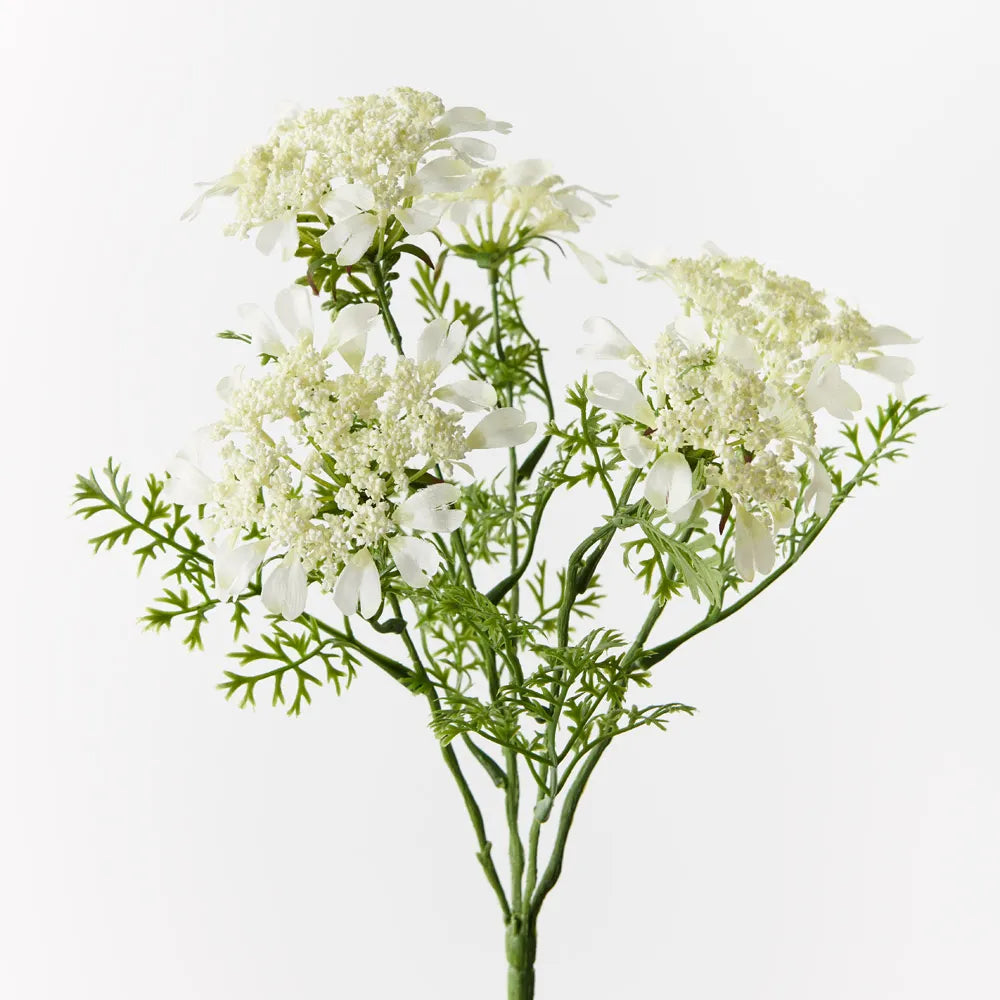 Queen Annes Lace Bush