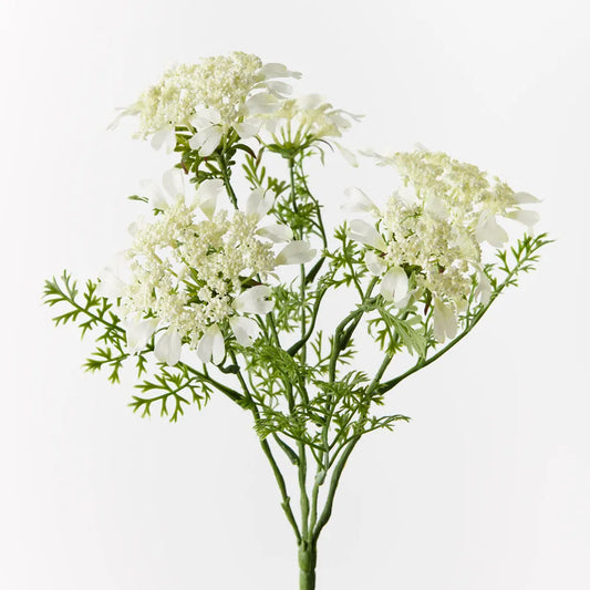 Queen Annes Lace Bush
