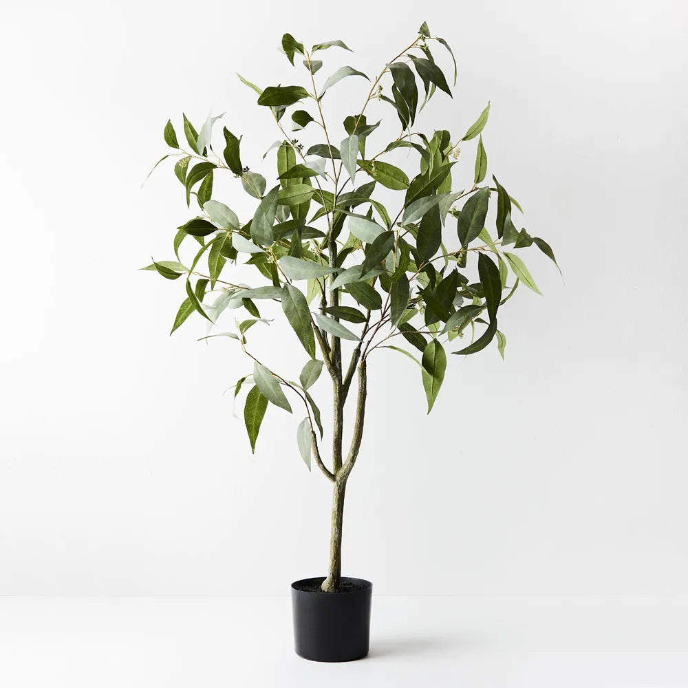 Eucalyptus Tree - 120cm