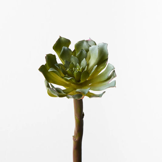 Grey Green Succulent Stem