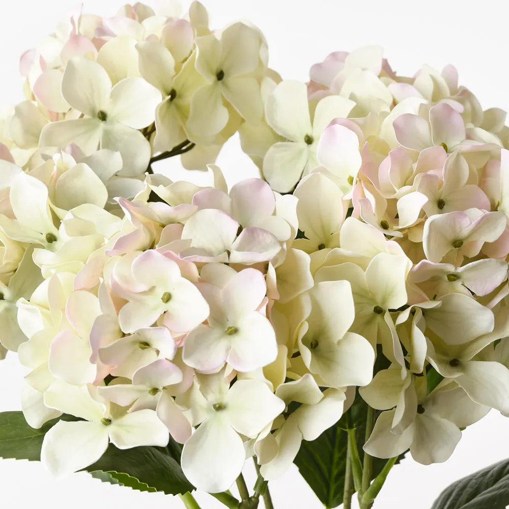 Hydrangea Bush - Cream Pink