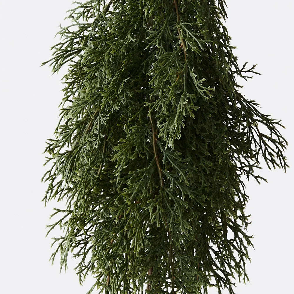 Tree Pine Cypress in Pot 50cm