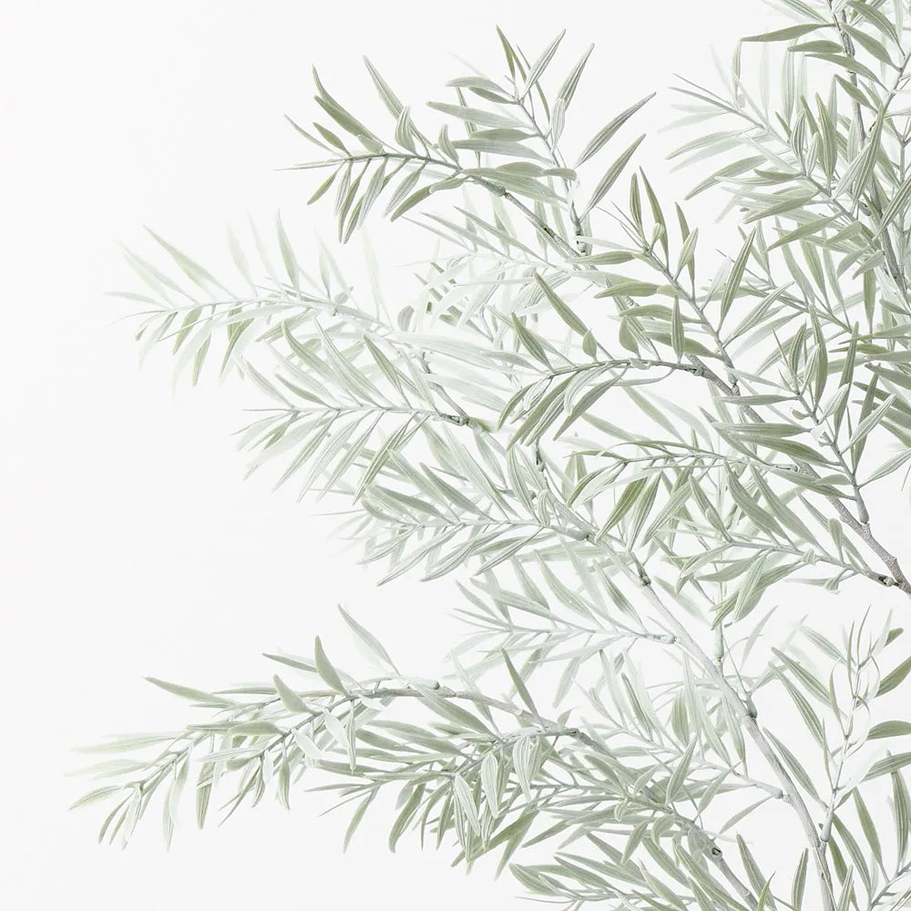 Acacia Tree - 122cm - Grey