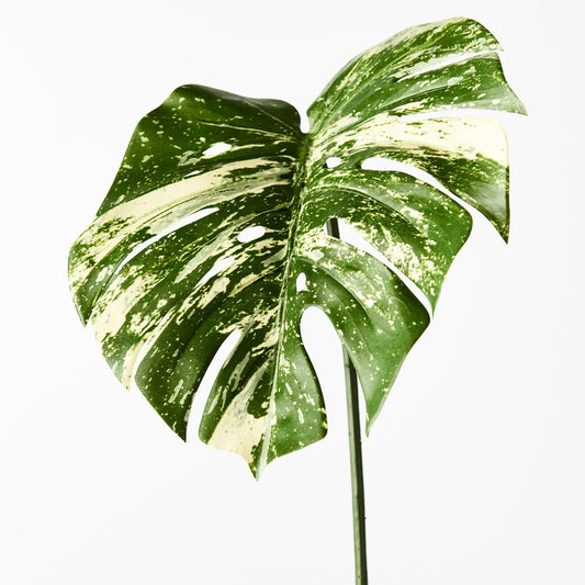 Monstera Leaf 80cm Stem Variegated