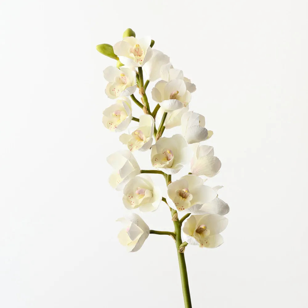 Cymbidium Orchid 83 cm Stem - White