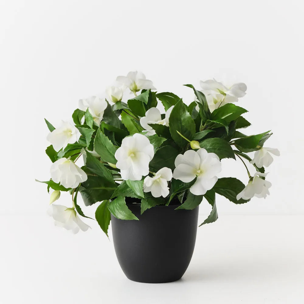 Impatiens Plant 28 cm