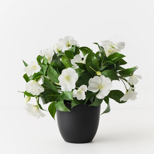 Impatiens Plant 28 cm