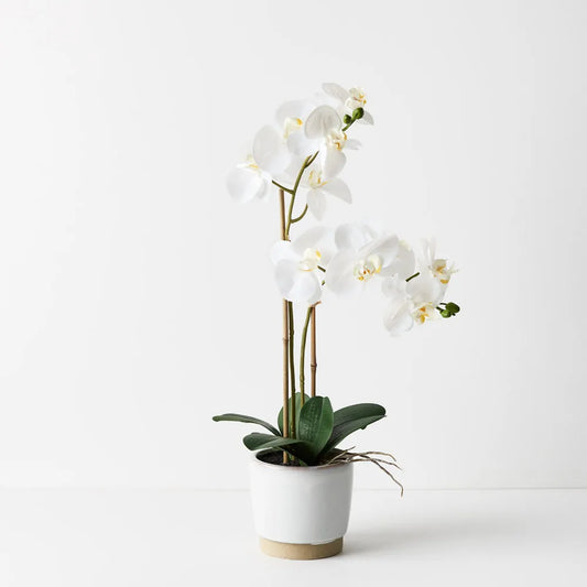 Orchid Phalaenopsis in Nele Pot - 55cm