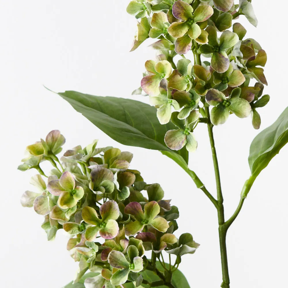 Hydrangea Cone Spray