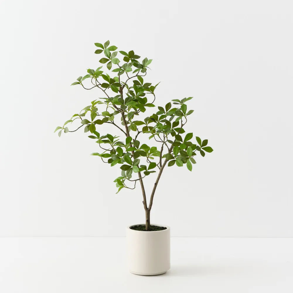 Cape Jasmine Tree - 90cm