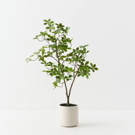 Cape Jasmine Tree - 90cm