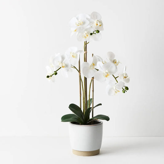 Orchid Phalaenopsis in Nele Pot - 63cm