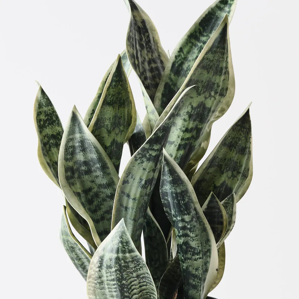 Sansevieria Plant