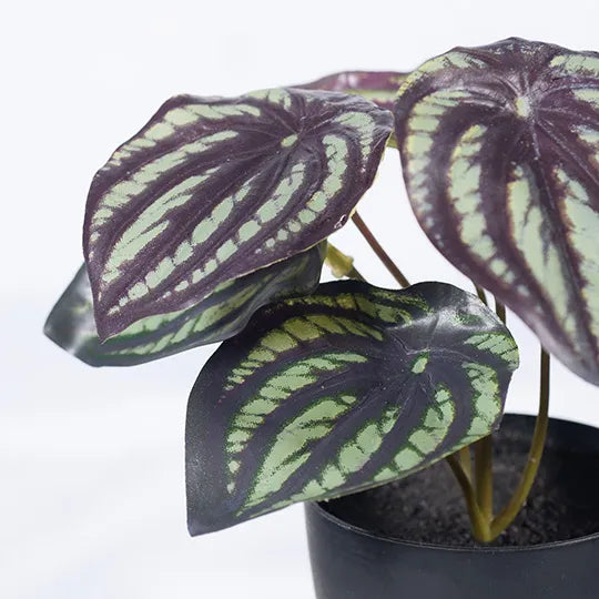 Mini Peperomia Watermelon in Pot