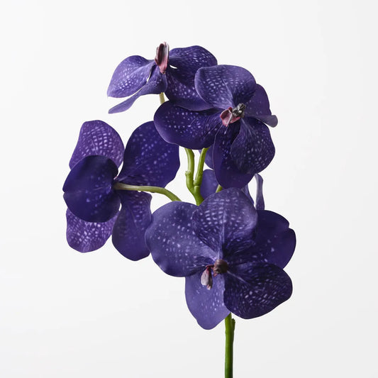 "Len" Vanda Orchid Stem - 66 cm - Purple