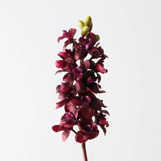 Cymbidium Orchid 83 cm Stem - Wine