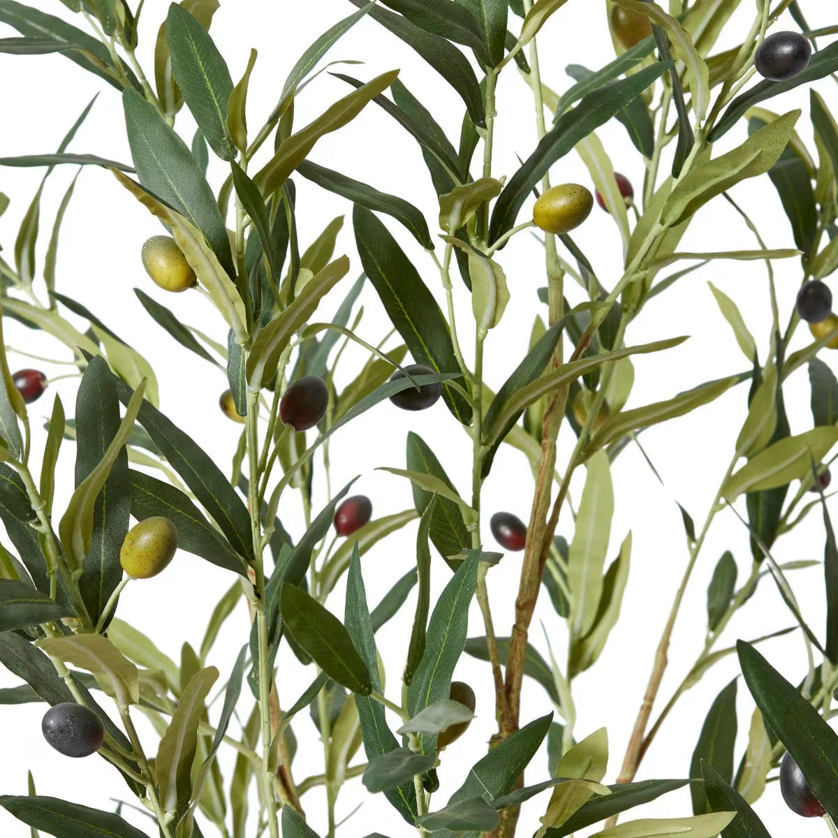 Potted Olive Tree 122cm